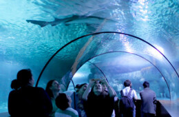 Aqua Vega Ankara