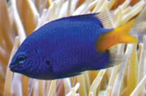 Yellow Tail Damsel