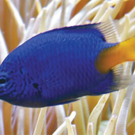 Yellow Tail Damsel