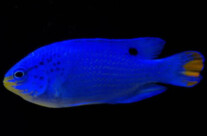 Blue Damsel
