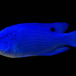 Blue Damsel