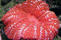 Button Brain Coral
