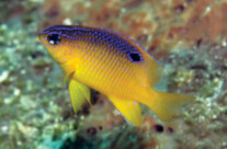 Long Fin Damsel