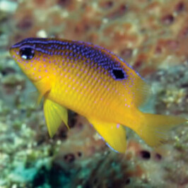 Long Fin Damsel