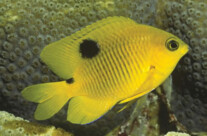 Threespot Damsel