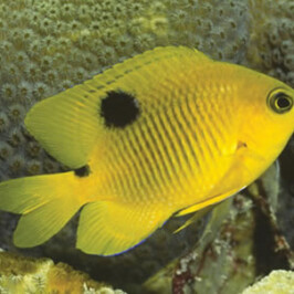 Threespot Damsel