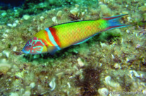 Thalassoma Pavo
