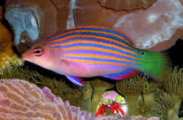 Six Line Wrasse