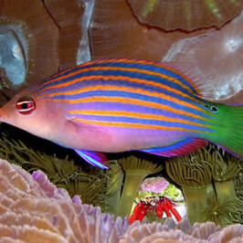 Six Line Wrasse
