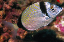 Diplodus Vulgaris