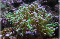 Octopus Coral
