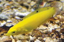 Yellow Wrasse