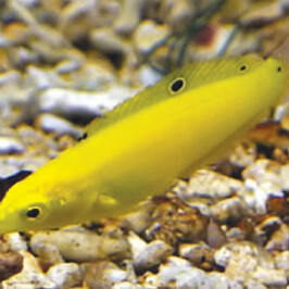 Yellow Wrasse