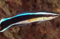 Cleaner Wrasse