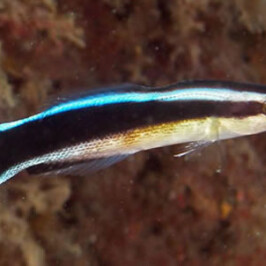 Cleaner Wrasse
