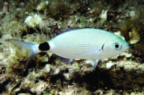 Oblada Melanura