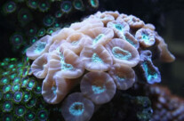 Candy Cane Coral