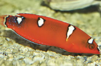 Clown Wrasse