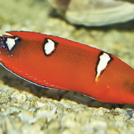 Clown Wrasse