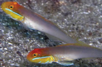 Golden Head Slipper Goby
