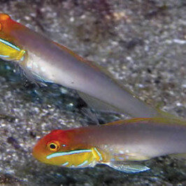Golden Head Slipper Goby