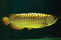 Golden Arovana