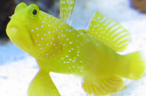 Yellow Watchman Goby