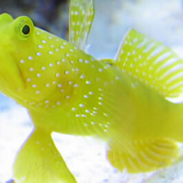 Yellow Watchman Goby