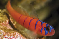 Blue Blended Goby