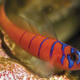 Blue Blended Goby