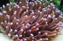 Galaxy Coral