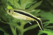 Penguin Tetra