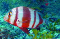 Pagrus Auriga
