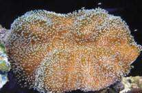 Leather Coral