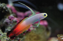 Fire Goby