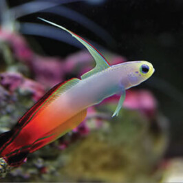 Fire Goby