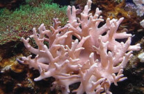 Finger Leather Coral