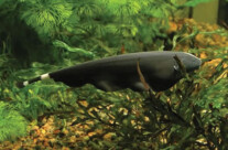 Ghost Fish