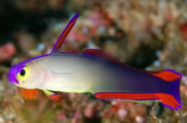 Purple Fire Goby