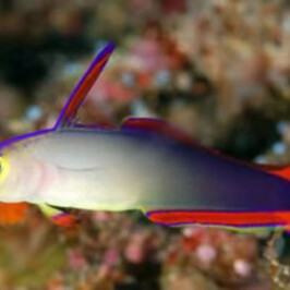 Purple Fire Goby