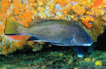 Sciena Umbra