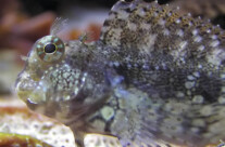 Alg Eater Blenny