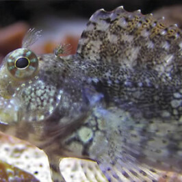 Alg Eater Blenny