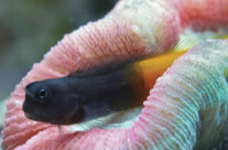 Bicolor Blenny
