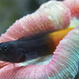 Bicolor Blenny