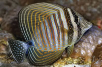 Sailfing Tang
