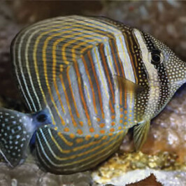 Sailfing Tang