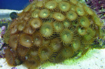 Button Polyp