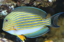 Clown Naso Tang
