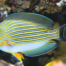Clown Naso Tang